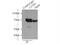 Leucine Zipper Tumor Suppressor 1 antibody, 20878-1-AP, Proteintech Group, Immunoprecipitation image 