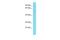 PDZ Domain Containing 7 antibody, A09365, Boster Biological Technology, Western Blot image 