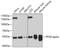 Peroxisome Proliferator Activated Receptor Alpha antibody, 13-483, ProSci, Western Blot image 