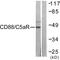 Complement C5a Receptor 1 antibody, LS-C117851, Lifespan Biosciences, Western Blot image 