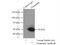 Dynactin Subunit 2 antibody, 10030-2-AP, Proteintech Group, Immunoprecipitation image 