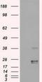 Oncostatin M antibody, NBP1-47904, Novus Biologicals, Western Blot image 