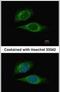 E74 Like ETS Transcription Factor 3 antibody, PA5-21293, Invitrogen Antibodies, Immunofluorescence image 