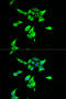 CD55 Molecule (Cromer Blood Group) antibody, STJ23005, St John