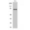 Ezrin antibody, LS-C383437, Lifespan Biosciences, Western Blot image 