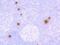Chymase 1 antibody, NBP2-75441, Novus Biologicals, Immunohistochemistry paraffin image 