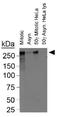 Centromere Protein F antibody, GTX30232, GeneTex, Western Blot image 
