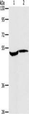 MAPK Activated Protein Kinase 2 antibody, TA351382, Origene, Western Blot image 