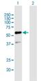 General Transcription Factor IIE Subunit 1 antibody, H00002960-B01P, Novus Biologicals, Western Blot image 