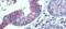 Desmoglein 2 antibody, NBP1-59200, Novus Biologicals, Immunohistochemistry frozen image 