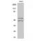 Mitogen-Activated Protein Kinase 8 antibody, LS-C381432, Lifespan Biosciences, Western Blot image 