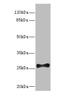 Fibroblast Growth Factor 13 antibody, A59126-100, Epigentek, Western Blot image 