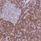 JRK Like antibody, NBP1-91986, Novus Biologicals, Immunohistochemistry frozen image 