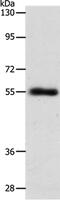 Solute Carrier Family 1 Member 5 antibody, PA5-50527, Invitrogen Antibodies, Western Blot image 