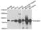 Enoyl-CoA Hydratase And 3-Hydroxyacyl CoA Dehydrogenase antibody, LS-C334238, Lifespan Biosciences, Western Blot image 