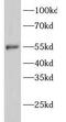 GATA Binding Protein 1 antibody, FNab03358, FineTest, Western Blot image 
