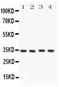 Caspase 7 antibody, PA1442, Boster Biological Technology, Western Blot image 