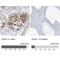 Scm Polycomb Group Protein Like 1 antibody, NBP1-86309, Novus Biologicals, Immunohistochemistry paraffin image 