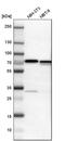 Leucine Rich Repeat Containing 47 antibody, PA5-52894, Invitrogen Antibodies, Western Blot image 