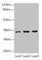 NSF Attachment Protein Alpha antibody, CSB-PA015447LA01HU, Cusabio, Western Blot image 