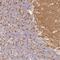 Synaptogyrin 1 antibody, PA5-56226, Invitrogen Antibodies, Immunohistochemistry paraffin image 