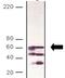 Calcineurin A antibody, 56336-50, QED Bioscience, Western Blot image 