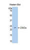 Interferon Alpha 10 antibody, LS-C298587, Lifespan Biosciences, Western Blot image 