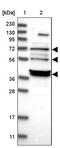 ASPSCR1 Tether For SLC2A4, UBX Domain Containing antibody, PA5-55404, Invitrogen Antibodies, Western Blot image 