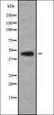 Glyceraldehyde-3-Phosphate Dehydrogenase, Spermatogenic antibody, orb338331, Biorbyt, Western Blot image 