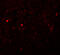 Solute Carrier Family 39 Member 13 antibody, 6103, ProSci Inc, Immunofluorescence image 