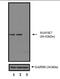 Mitogen-Activated Protein Kinase Kinase Kinase 7 antibody, PA5-17507, Invitrogen Antibodies, Western Blot image 