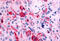 Gamma-Aminobutyric Acid Type B Receptor Subunit 1 antibody, MBS244576, MyBioSource, Immunohistochemistry frozen image 