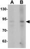 Actin Filament Associated Protein 1 antibody, GTX31462, GeneTex, Western Blot image 