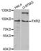 FMR1 Autosomal Homolog 2 antibody, abx003205, Abbexa, Western Blot image 