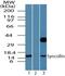 INSSA1 antibody, PA5-23262, Invitrogen Antibodies, Western Blot image 