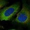 Plastin 3 antibody, HPA076083, Atlas Antibodies, Immunofluorescence image 