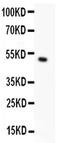 Mitotic Arrest Deficient 1 Like 1 antibody, PA5-79617, Invitrogen Antibodies, Western Blot image 