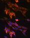 Caspase 6 antibody, GTX01098, GeneTex, Immunocytochemistry image 