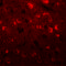 Transmembrane Protein 59 Like antibody, 6435, ProSci Inc, Immunofluorescence image 