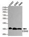 Caudal Type Homeobox 2 antibody, MBS475083, MyBioSource, Western Blot image 