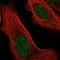 Zinc Finger And BTB Domain Containing 46 antibody, NBP1-88506, Novus Biologicals, Immunofluorescence image 