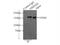 Glutamate Ionotropic Receptor NMDA Type Subunit 2B antibody, 21920-1-AP, Proteintech Group, Immunoprecipitation image 