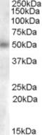 Anti-Silencing Function 1A Histone Chaperone antibody, orb19757, Biorbyt, Western Blot image 