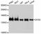 DExH-Box Helicase 9 antibody, A5585, ABclonal Technology, Western Blot image 