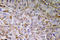 Semaphorin 3C antibody, LS-C177741, Lifespan Biosciences, Immunohistochemistry frozen image 