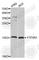 Protein Tyrosine Phosphatase 4A3 antibody, A2004, ABclonal Technology, Western Blot image 