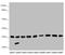 Coiled-Coil-Helix-Coiled-Coil-Helix Domain Containing 3 antibody, LS-C675521, Lifespan Biosciences, Western Blot image 