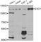 Exonuclease 1 antibody, orb373102, Biorbyt, Western Blot image 