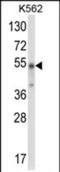 WD Repeat, Sterile Alpha Motif And U-Box Domain Containing 1 antibody, PA5-72580, Invitrogen Antibodies, Western Blot image 