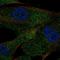 Angiotensin I Converting Enzyme antibody, HPA069790, Atlas Antibodies, Immunofluorescence image 